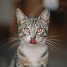 7 Alasan Kucing Menjilat Manusianya Menurut Dokter Hewan