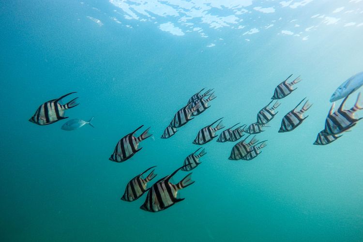 Ikan harus terus bergerak agar ada banyak oksigen di sekitar tubuhnya.