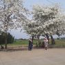 Warga Heboh, Pohon Tabebuya Mekar di Baleendah, Mirip Sakura di Jepang