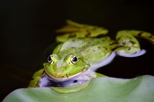 Demi Menjaga Telurnya, Katak Jantan Ajak Betina Bersembunyi Saat Kawin