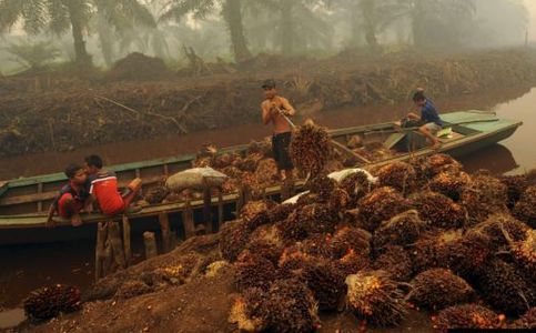  Indonesia Steps Up Palm Oil Sludge Exports to Malaysia