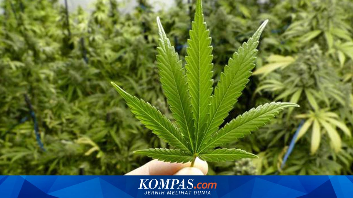 Bawa Ganja ke Bali, Turis Amerika Didakwa 3 Pasal, Terancam 12 Tahun Penjara