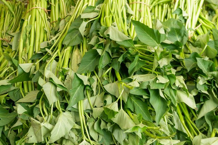 Kangkung Lombok yang berukuran besar-besar. 