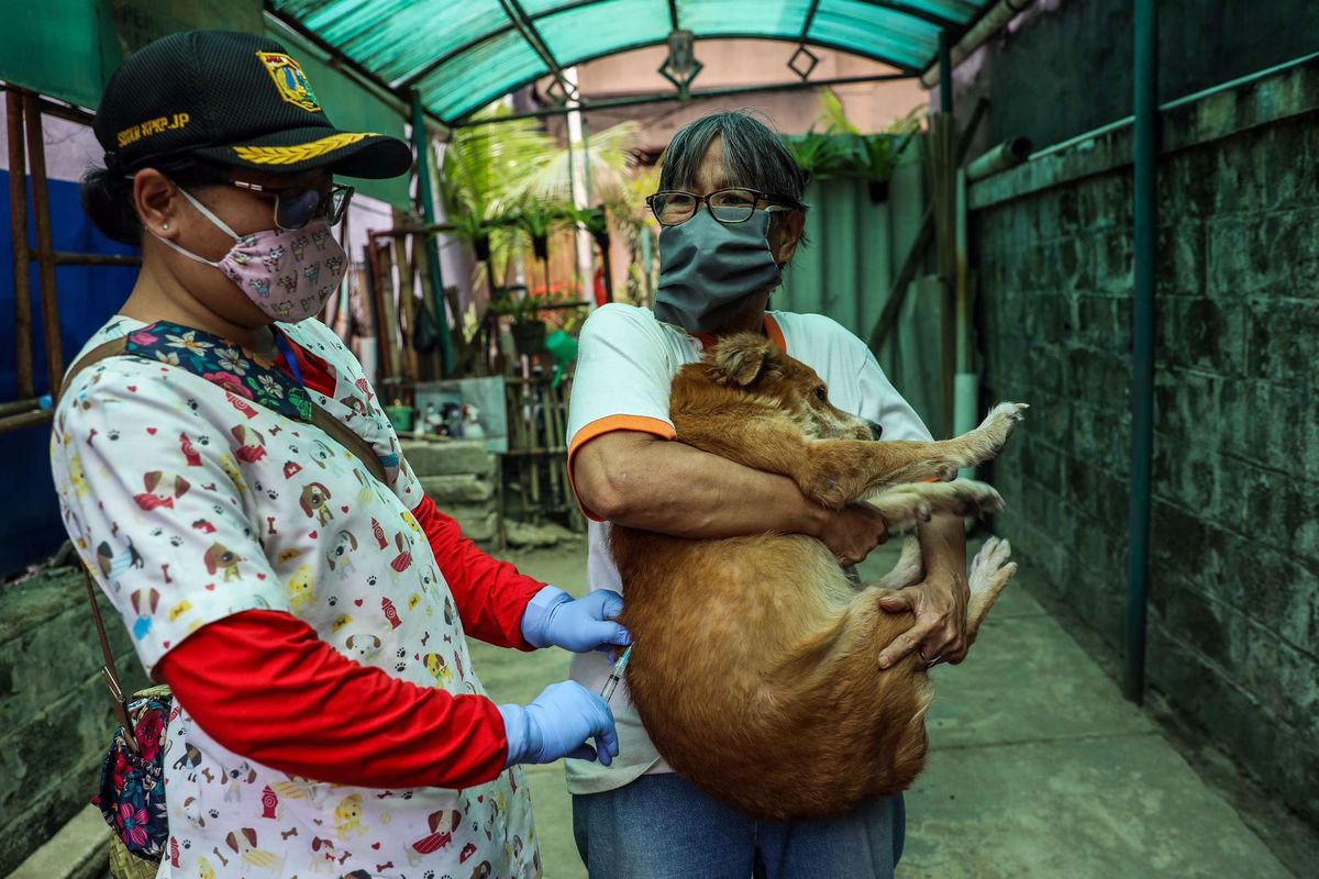 Petugas Suku Dinas Ketahanan Pangan, Kelautan, dan Pertanian Provinsi DKI Jakarta melaksanakan program vaksin rabies untuk hewan peliharaan di lingkungan perumahan kawasan Tanah Tinggi, Kecamatan Johar Baru, Jakarta Pusat, Senin (7/9/2020). Pelayanan jemput bola vaksinasi rabies ke lingkungan perumahan tersebut sebagai bentuk pelayanan untuk memastikan kesehatan hewan peliharaan warga yang berpotensi sebagai penular rabies di masa Pembatasan Sosial Berskala Besar (PSBB) transisi.