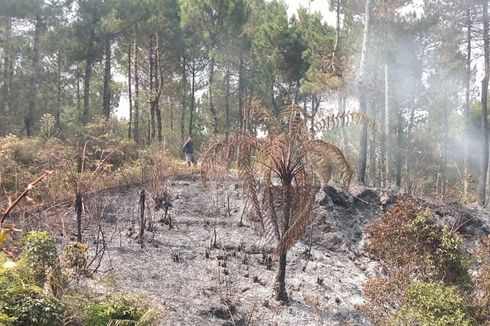 Titik Api di Hutan Lereng Gunung Slamet Terdeteksi di 4 Lokasi
