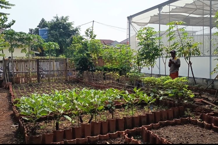 Dulu Penuh Sampah, Lahan di Jaktim Ini Disulap Jadi Urban Farming dan Sarana Edukasi