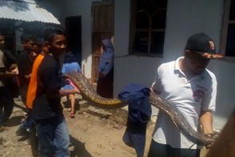 Seekor ular sepanjang delapan meter ditangkap warga di Takalar, Sulawesi Selatan setelah memangsa seekor anjing milik seorang petani.