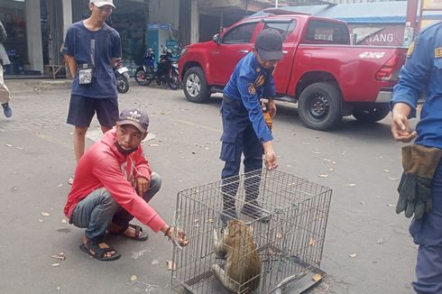 Damkar Tangkap Monyet Liar di Depok yang Kerap Curi Jajanan Warung