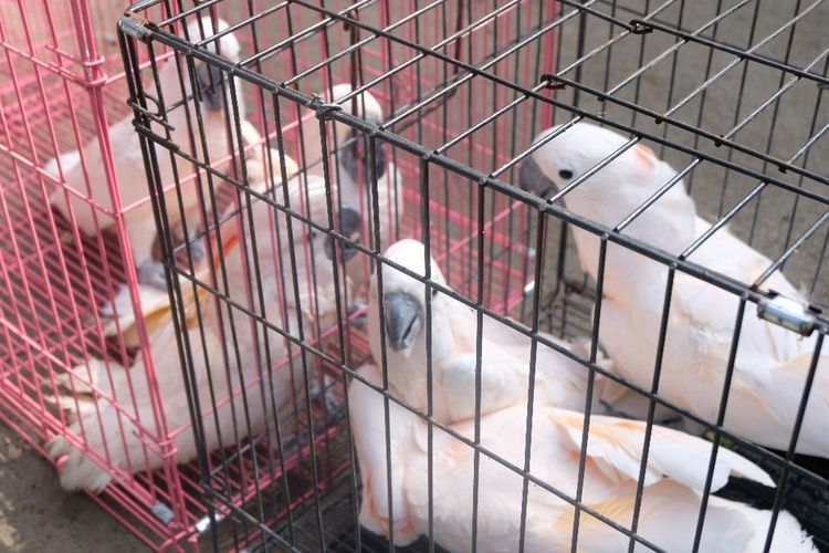 Moluccan cockatoos set to be returned to their habitat following their return to Maluku