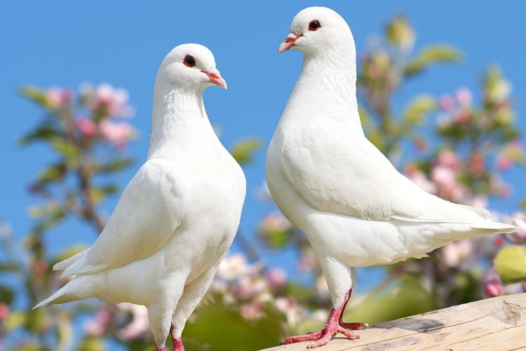 Burung Merpati Putih