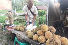 Nikmatnya Wisata Sambil Berburu Durian di Flores yang Digemari Turis