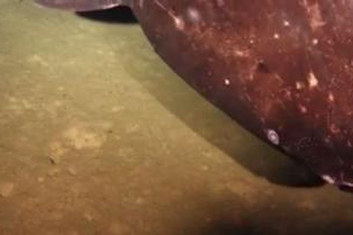 Sleep shark terpotret berenang di sekitar gunung berapi bawah laut Kavachi. Foto diambil oleh pakar teknik kelautan Brennan Phillips bersama timnya yang tengah melakukan ekspedisi tahun ini. 