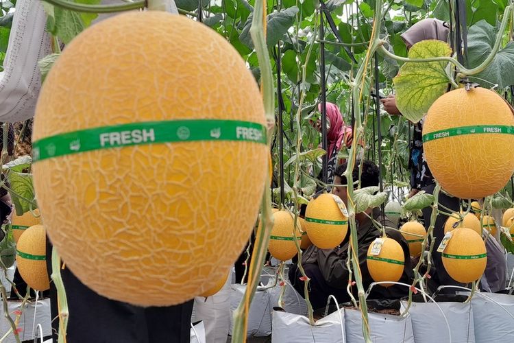 Obyek wisata petik melon di Padukuhan Bugel 2, Kalurahan Bugel, Kapanewon Panjatan, Kabupaten Kulon Progo, Daerah Istimewa Yogyakarta.