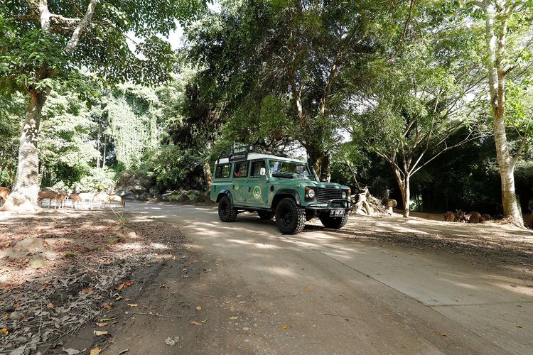 wisata menggunakan jeep di Bali Safari & Marine Park atau Taman Safari Bali