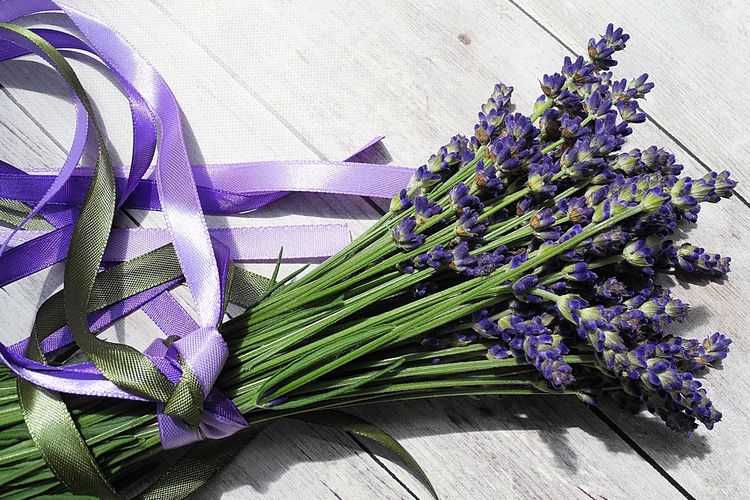 Ilustrasi bunga lavender.