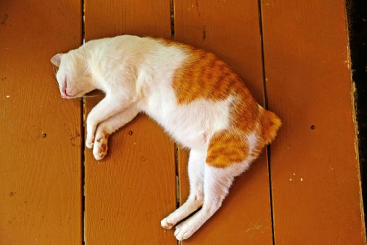 Takut Tertular Virus Corona Warga China Lempar Kucing Peliharaan Ke Jalan