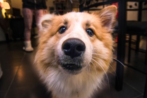 Ketahui, Ini Fungsi Kumis Anjing dan Bahaya Mencabutnya