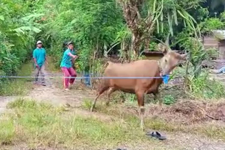 Sapi Kurban Kabur Masuk Hutan Sebelum Disembelih *** Local Caption *** Sapi Kurban Kabur Masuk Hutan Sebelum Disembelih