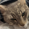 Kisah Arthur, Kucing yang Selamatkan Nyawa Manusia dari Serangan Ular