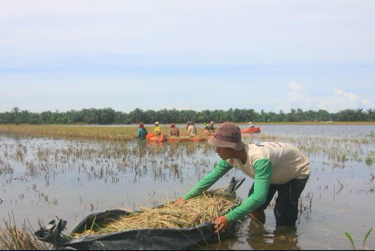 Petani Aceh Tamiang Panen Padi Pakai Perahu Karet di Tengah Banjir