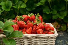 10 Manfaat Strawberry untuk Kesehatan, Bisa Tingkatkan Imun