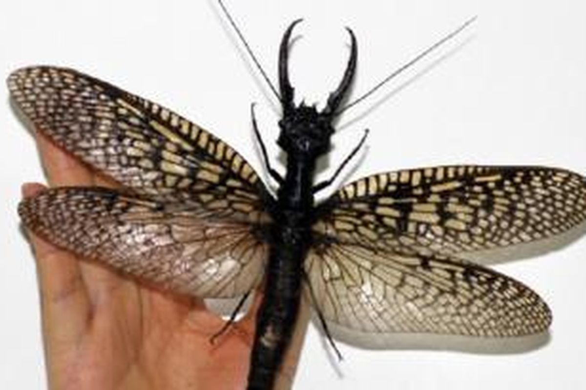 Serangga terbesar di dunia ditemukan di China. Bila merentangkan sayapnya, serangga ini sanggup menutup wajah manusia.