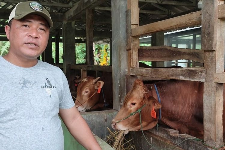 Diding Wahyudin (46) pemilik kandang sapi penggemukan Sang Kuwu di Desa Cipakem, Kecamatan Maleber, Kabupaten Kuningan, Jawa Barat. Diding menjelaskan terkait jamu tradisional yang dibuatnya untuk menjaga kesehatan tubuh sapi sapinya.