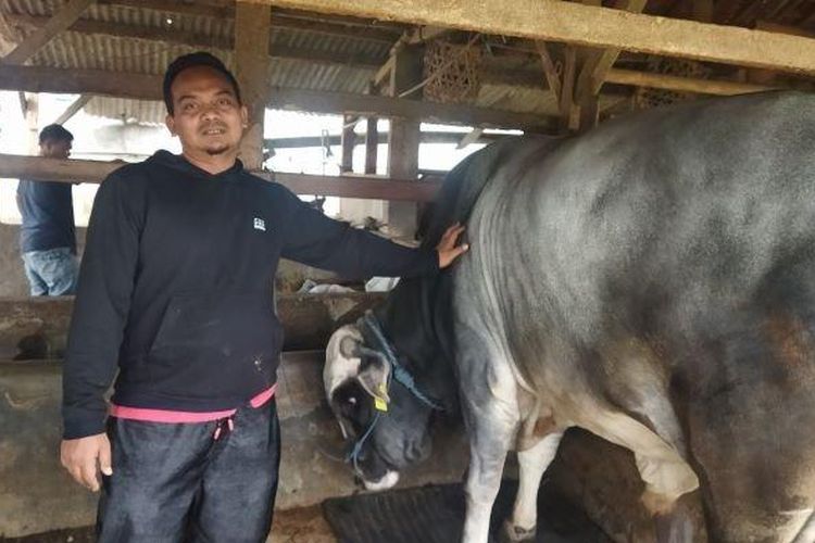 Ayi Permana (42), seorang peternak asal KBB, saat menunjukkan sapinya yang dibeli Presiden Joko Widodo, Jumat (16/6/2023)
