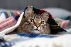 Ketahui, Ini Penyebab dan Cara Mengobati Kucing Flu