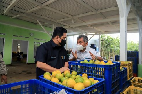 Dukung Sektor UMKM, BRI Dorong Petani Jeruk Naik Kelas