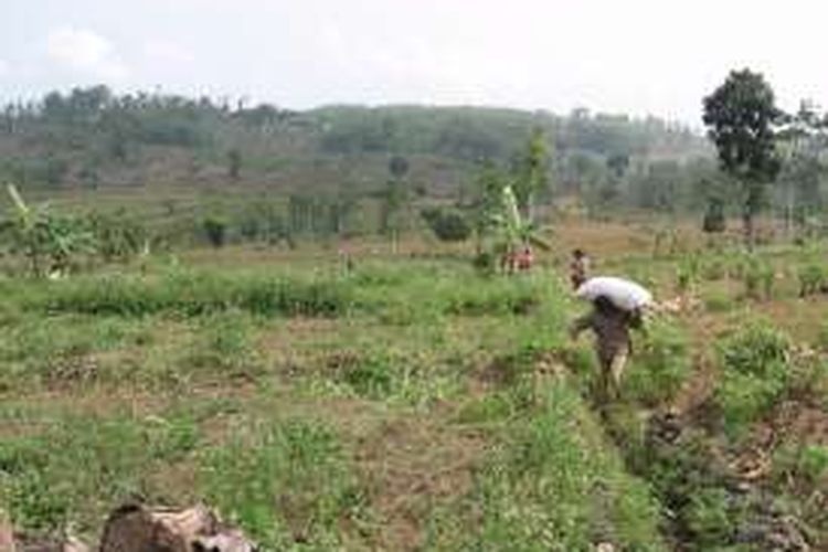 Kondisi lahan di Karst Sukolilo yang digunakan sebagai perkebunan
