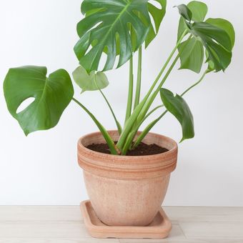 Philodendron.