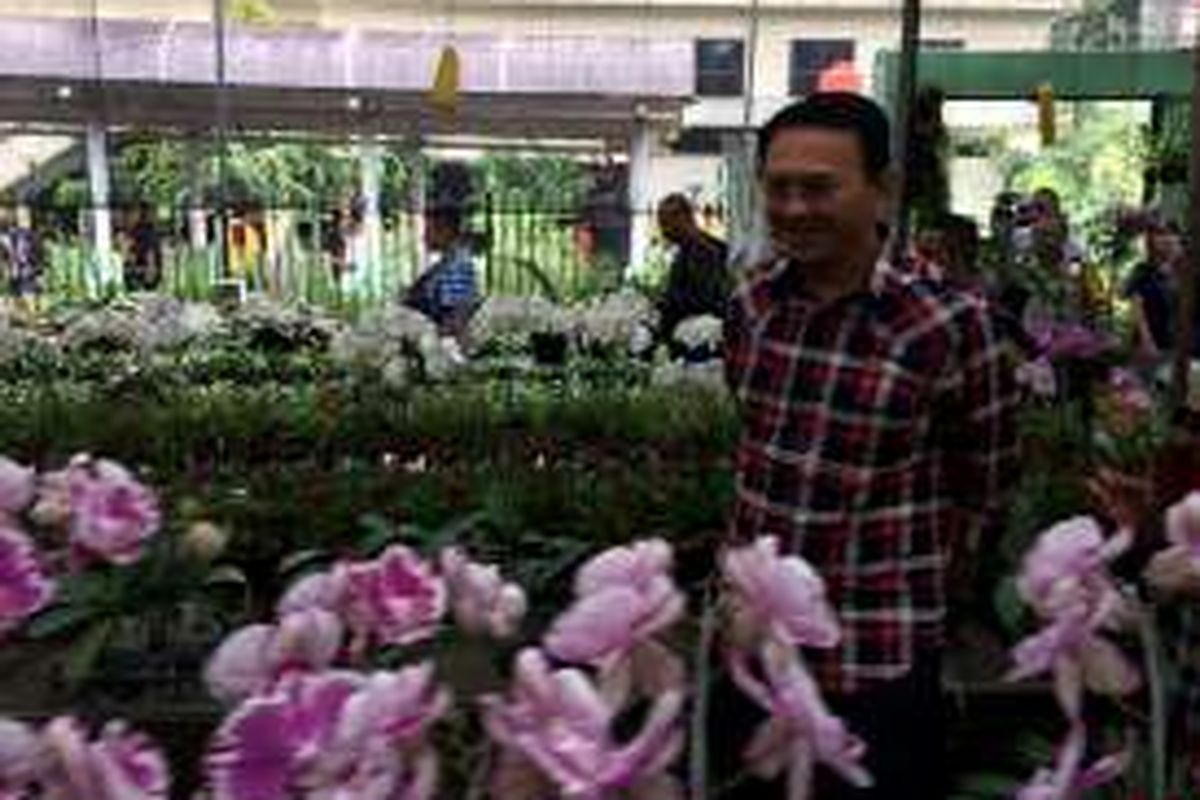 Calon gubernur DKI Jakarta, Basuki Tjahaja Purnama atau Ahok langsung semringah saat melihat jejeran bunga anggrek di Taman Anggrek, Ragunan, Jakarta Selatan, Kamis (1/12/2016). 