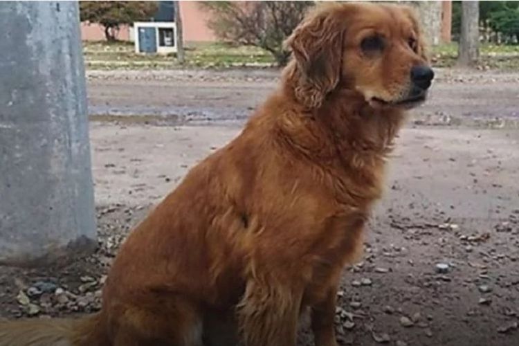 Sheila, seekor anjing jenis Golden Retriever yang mendapat julukan Hachiko Argentina karena setia menunggu majikannya selama dipenjara.