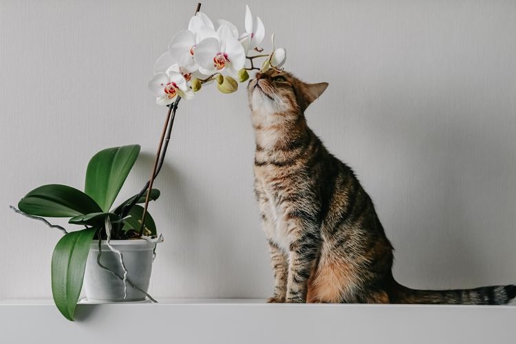 Ilustrasi tanaman anggrek dan kucing.