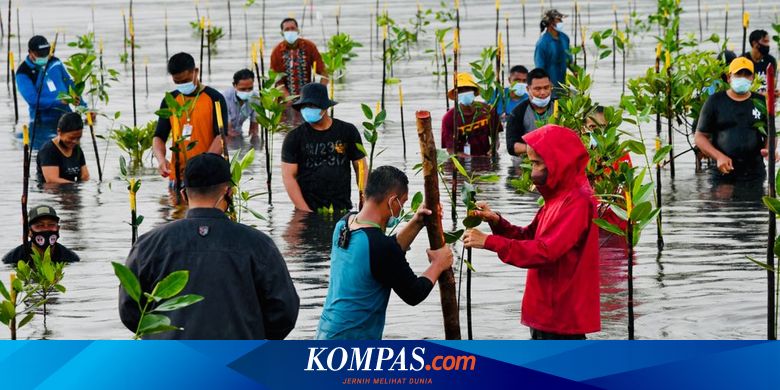 Jokowi Targetkan Penanaman Mangrove 600.000 Hektar hingga 2024 - Vimarsana News