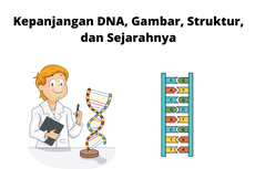 Kepanjangan DNA, Gambar, Struktur, dan Sejarahnya