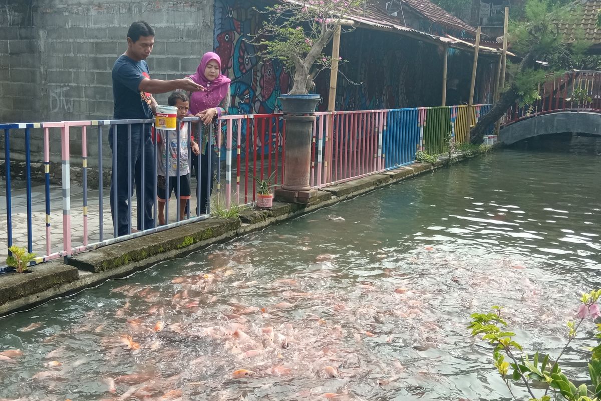 Warga memberi makan ikan nila di Kampung Dukuh, Kota Yogyakarta