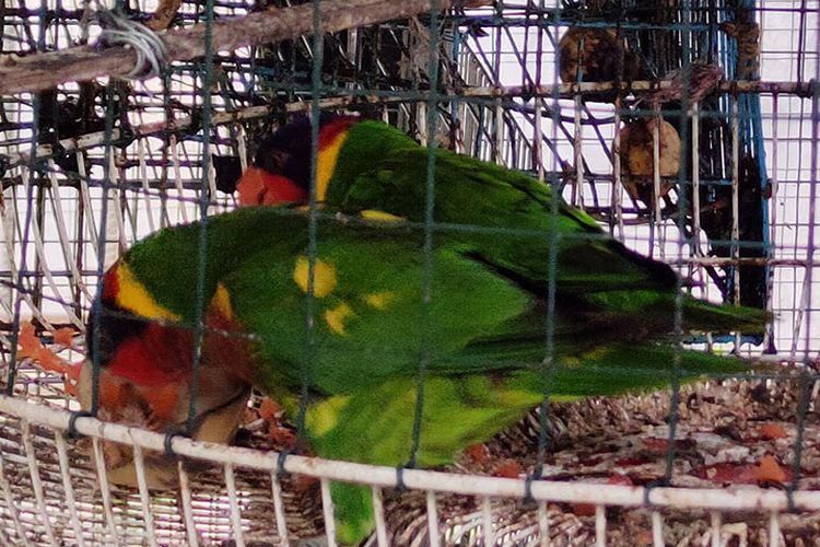 Karantin Banten Ungkap WN Sri Lanka Coba Selundupkan 101 Burung via Soetta, Ada Satwa yang Dilindungi