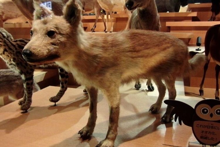 Serigala Jepang yang punah, menurut studi DNA menunjukkan spesies serigala purba ini kerabat dekat anjing domestik.