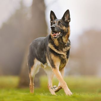 Ilustrasi anjing - Anjing ras German Shepherd.