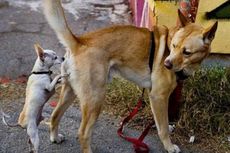 Rakyat Vietnam, Pelahap Sekaligus Pencinta Anjing