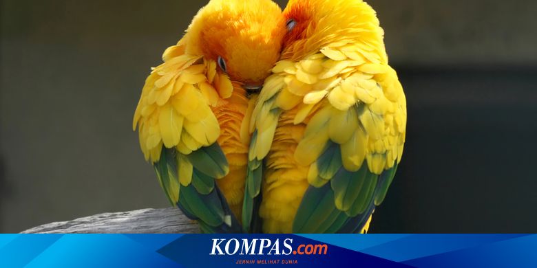 5 Fakta Menarik Tentang Lovebirds Halaman all - Kompas.com