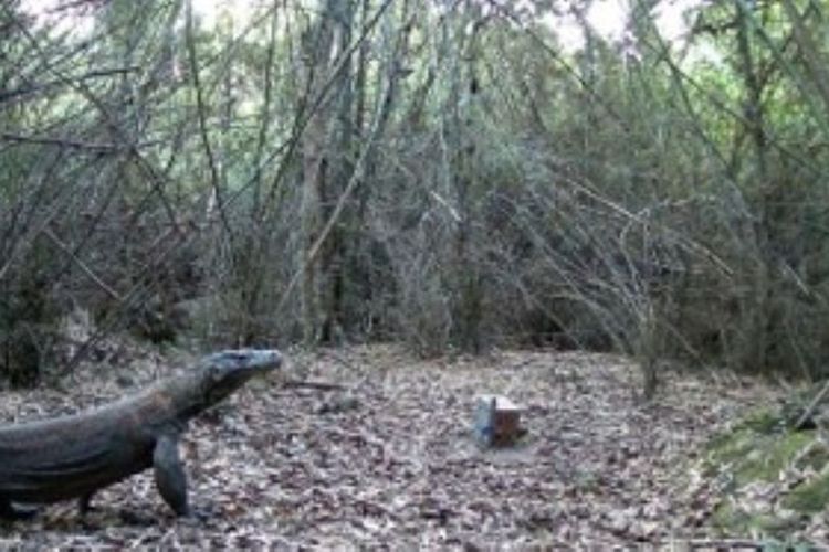 Awasi Komodo di Manggarai Timur, BBKSDA NTT Pasang 12 Kamera Jebak