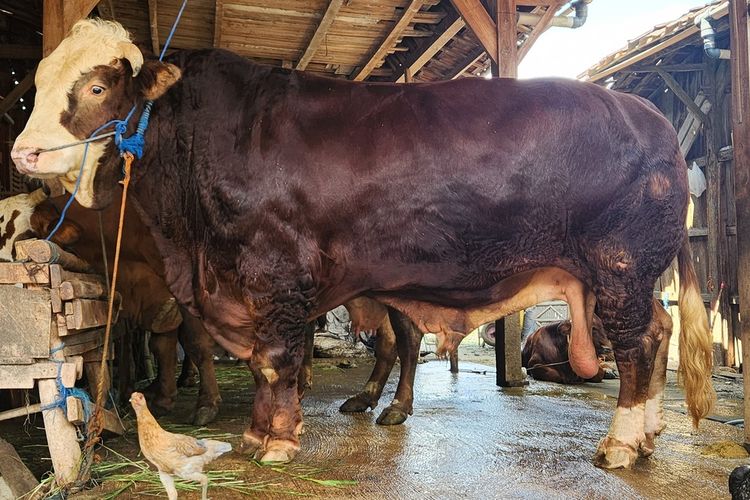 Sapi Kurban Bantuan Presiden Prabowo Bakal Disembelih di Bantaran Sungai Code