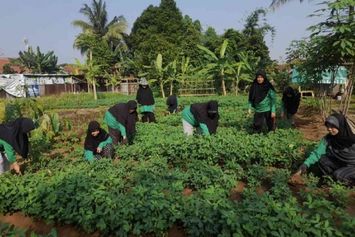 Ketahanan Pangan yang Tumbuh dari Sebidang Lahan Hibah