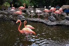 Ikatan Sosial Seperti Manusia, Burung Flamingo Punya Teman Dekat