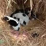 Bayi Baru Lahir Dibuang di Ladang Ditemukan Hidup Berkat Anak Anjing