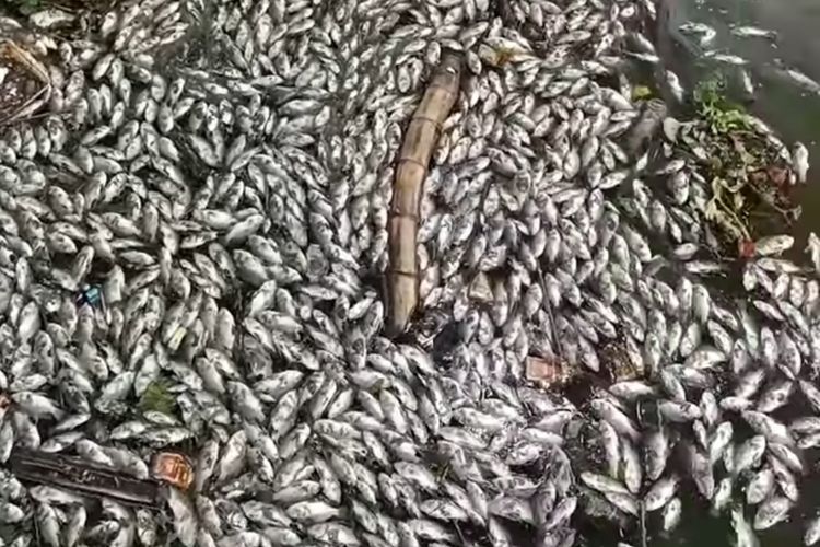 Potongan video ribuan ikan mati di waduk komplek industri PT SiER Surabaya.