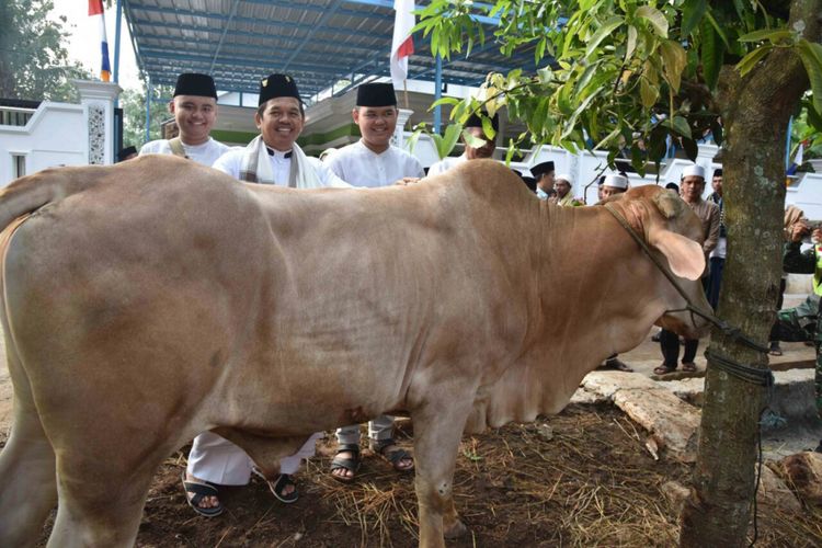 Kegiatan Bupati Purwakarta melakukan penyembelihan hewan qurban di perkampungan terpencil wilayah Kabupaten Purwakarta.
